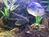 Parachromis Dovii (wolf cichlid)