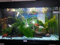 Tropical fish tank with stand and fish