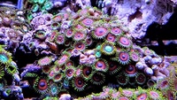 UK SHIPPING Marine Corals based in NW LONDON