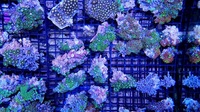 UK SHIPPING Marine Corals based in NW LONDON