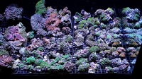 UK SHIPPING Marine Corals based in NW LONDON