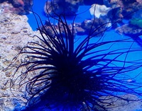 UK SHIPPING Marine Corals based in NW LONDON