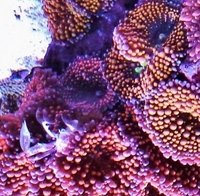 UK SHIPPING Marine Corals based in NW LONDON