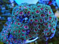 Zoa Rocks and Frags And Mushies for sale