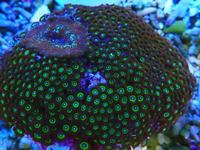 Zoa Rocks and Frags And Mushies for sale