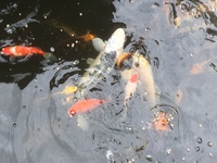 Various Koi for sale