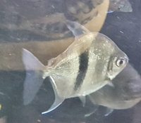 Group of 5 myleus schomburgkii wide bar, disk tetra