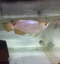 FAFULONG KING MALAYSIAN GOLDEN BLUE BASE AROWANA