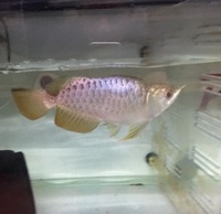 FAFULONG KING MALAYSIAN GOLDEN BLUE BASE AROWANA