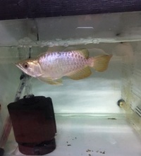 FAFULONG KING MALAYSIAN GOLDEN BLUE BASE AROWANA