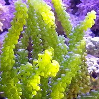 Chaeto, Caulerpa and many more macro algae for the marine Aquarium