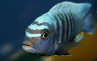 K&C RIFT VALLEY CICHLIDS NORTHWEST