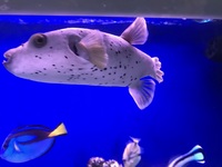 Hush puppy dog face puffer