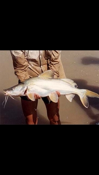 Rare Monster Shovelnose Bagrid Myanmar