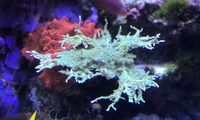 Montipora Green Coral