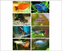MIXED TROPICAL FISH BUNDLE TO SELL X 20 FISH ONLY £35.00