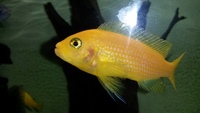 3 adult red zebra cichlid