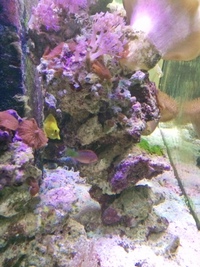 Marine livestock in Aqua One 3 foot established tank, sump for sale