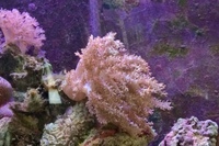 Marine livestock in Aqua One 3 foot established tank, sump for sale