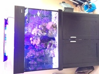 Marine livestock in Aqua One 3 foot established tank, sump for sale