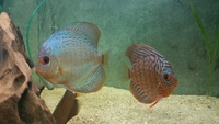 English tank bred discus 6 in total £35 each or all for £180