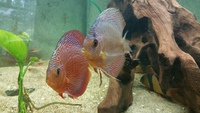English tank bred discus 6 in total £35 each or all for £180