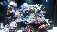 Hard and Soft corals, Marine fish, in Complete marine setup