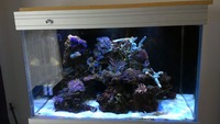 Hard and Soft corals, Marine fish, in Complete marine setup