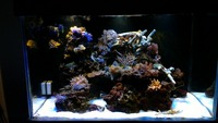 Hard and Soft corals, Marine fish, in Complete marine setup