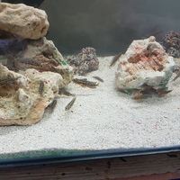 Group of julidochromis regani cichlids
