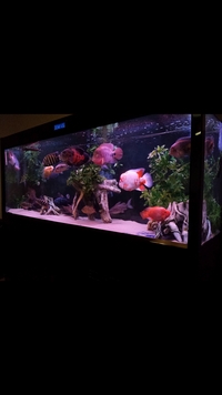 LARGE FISH TANK FOR SALE