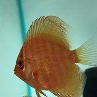 2-2.5 Discus G&R Discus UK