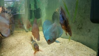 English tank bred discus 6 in total £35 each or all for £180