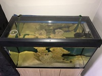 Fluval 125 Edge Roma