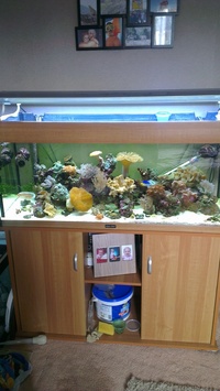 4 foot - Aqua One Tank & Stand for Sale (£150 ono)