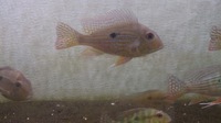 Geophagus