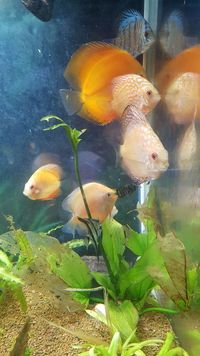 7 beautiful Discus Fish