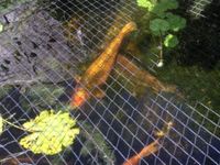 koi carp for sale