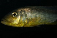 Buccochromis Rhodesi Yellow 17-19cm