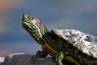 Good home offerd for unwanted terrapins