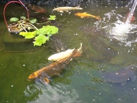 Koi and carp