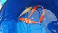 5 x Japanese Koi