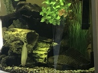 11 inch plecostomus - £45