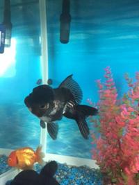 GORGEOUS EXTRA LARGE BLACK AND WHITE ORANDA FANCY GOLDFISH.