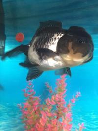 GORGEOUS EXTRA LARGE BLACK AND WHITE ORANDA FANCY GOLDFISH.