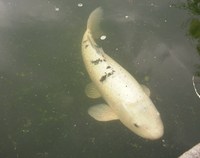 Koi For Sale