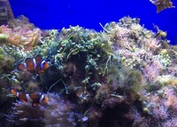 Complete Marine Aquarium and livestock For Sale