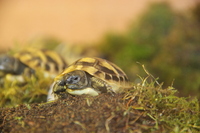 CB Hatchling Hermans Tortoise £100 born CB Feb 17