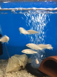 Albino Morri dolphins