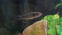 3 x 3-4 inch Pike Cichlid (Crenicichla sveni), 1 x 4 inch Synodontis catfish, 2 x Angelfish-Leeds